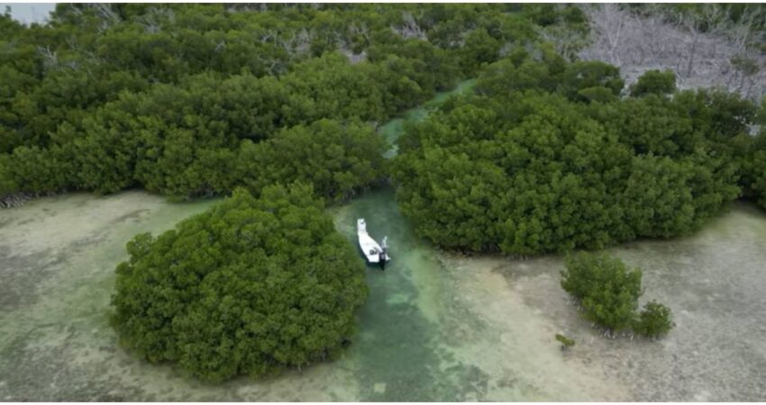 Investigan accidente de una avioneta en Key West ocurrido pocos minutos después del despegue Manglares de Key West