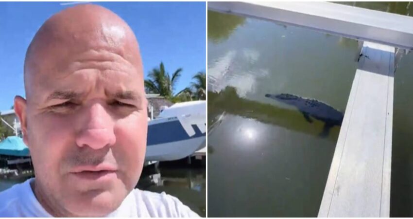 Inesperado habitante del canal: cubano graba un cocodrilo en Miami donde según él planeaba nadar William Joyería-cocodrilo en Miami