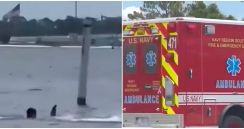 Terror en una base naval de EE.UU.: tiburón ataca a un empleado y todo queda grabado en video ataque de titburón-bomberos