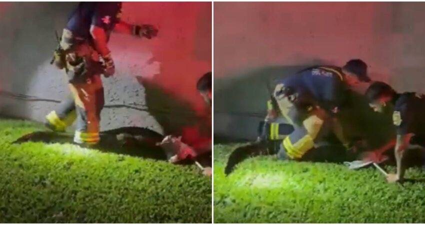 Increíble giro en Davie: bomberos acudieron por una fuga de agua y terminaron atrapando a un caimán caimán en Davie