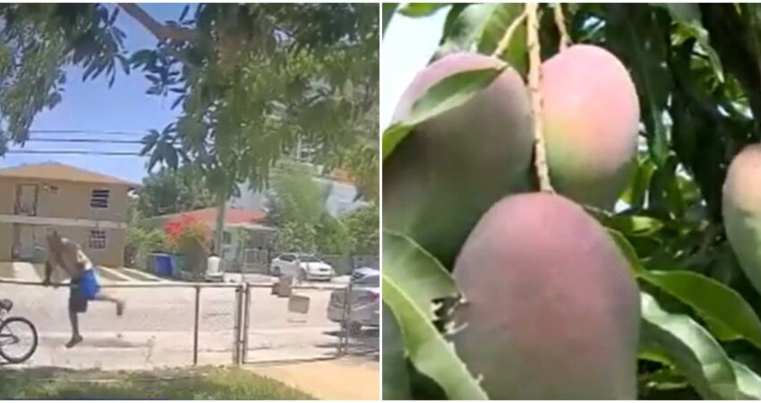 Recoger mangos sin permiso en Miami-Dade puede costarte una costosa multa y hasta 60 días de cárcel Robo de mangos en Miami