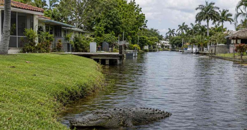 Peligro en los canales de South Miami: cocodrilo mata a una mascota familiar caiman