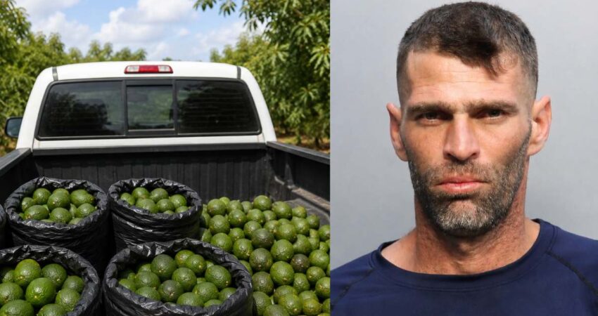 Arrestan a cubano acusado de robar 142 aguacates de una finca en Miami-Dade cubanoarrestado