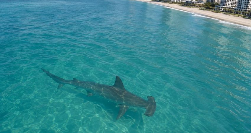 Captan desde un helicóptero a un gran tiburón martillo merodeando frente a las costas de Sunny Isles Tiburón martillo