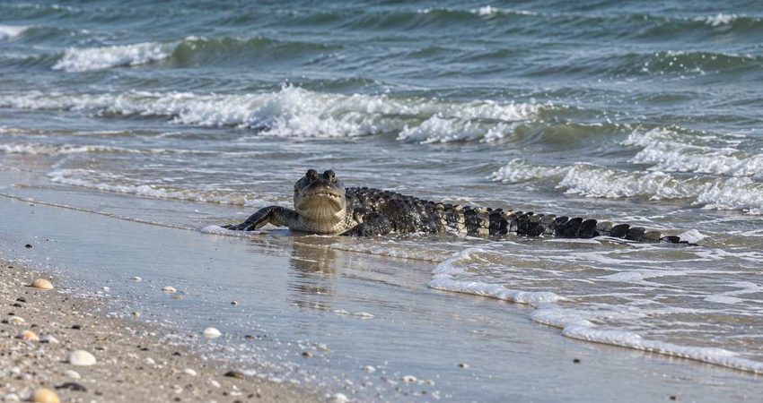 Un caimán de más de cinco pies aparece nadando cerca de bañistas en una playa de Florida caiman