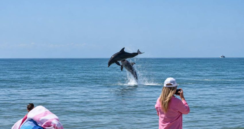 Bañistas miraban al mar en Florida cuando dos delfines aparecieron saltando frente a ellos delfinflorida